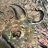 ecichlid