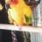 conure58