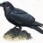 Poetheraven1