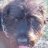 airedale