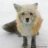 afox
