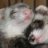 Ferret Lord