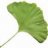 Ginko