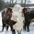 frostedcow
