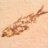 Argenteus Fossil