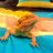 lizardlover101