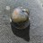 Agate_hound_coin_hunter