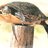 post turtle