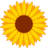 Sunflower_Coins