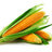 Maize
