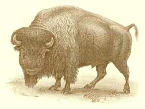 SO21_Bison_vignette_Pablo_.jpg