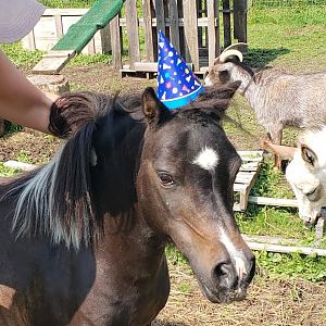 A goat has a birthday party