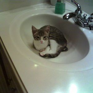 Sammie in the sink