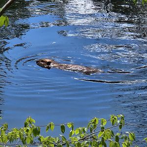Cleaver the beaver