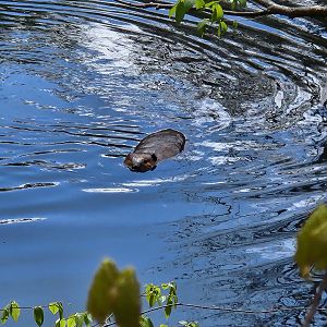 Beaver