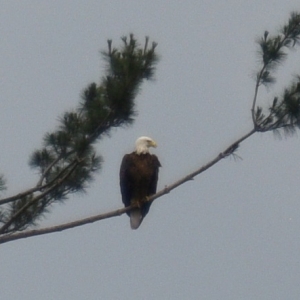 American Bald Eagle