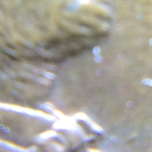 1992-D  Cent Double Die Beard