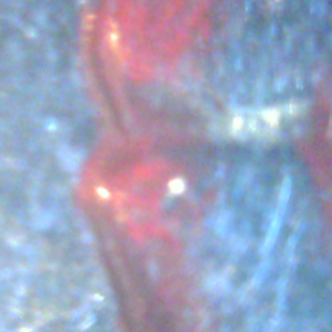 3 meg Red Kisser from night light.