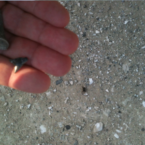 170426c-First fossil finds