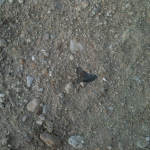 170426e-WooHoo! Big fossil tooth!