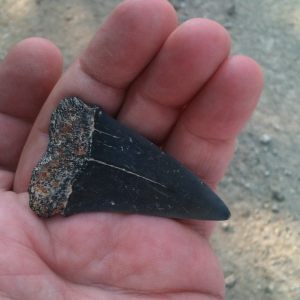 170426h-big Isurus hastalis, labial side