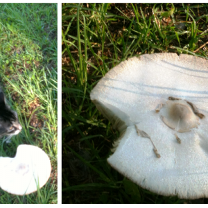 170612a- Pete & the Giant Toadstool