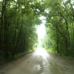 170612h- The Tree Tunnel