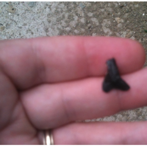 170612l-Shark Tooth In Hand