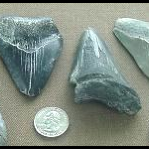 MegalodonMiniBanner.png