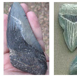 FossilHuntingBanner.png