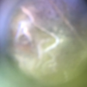 2000-D Lincoln Cent