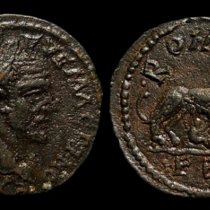 JWT 184 Macrinus She-Wolf
