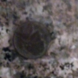 1979 Nickel