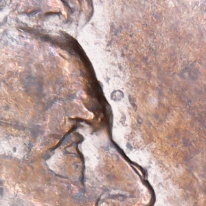 1999 penny with "zit" on Lincolns nose