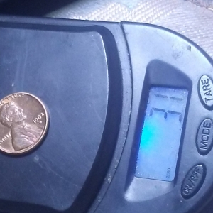 1982 D 3.1 gram