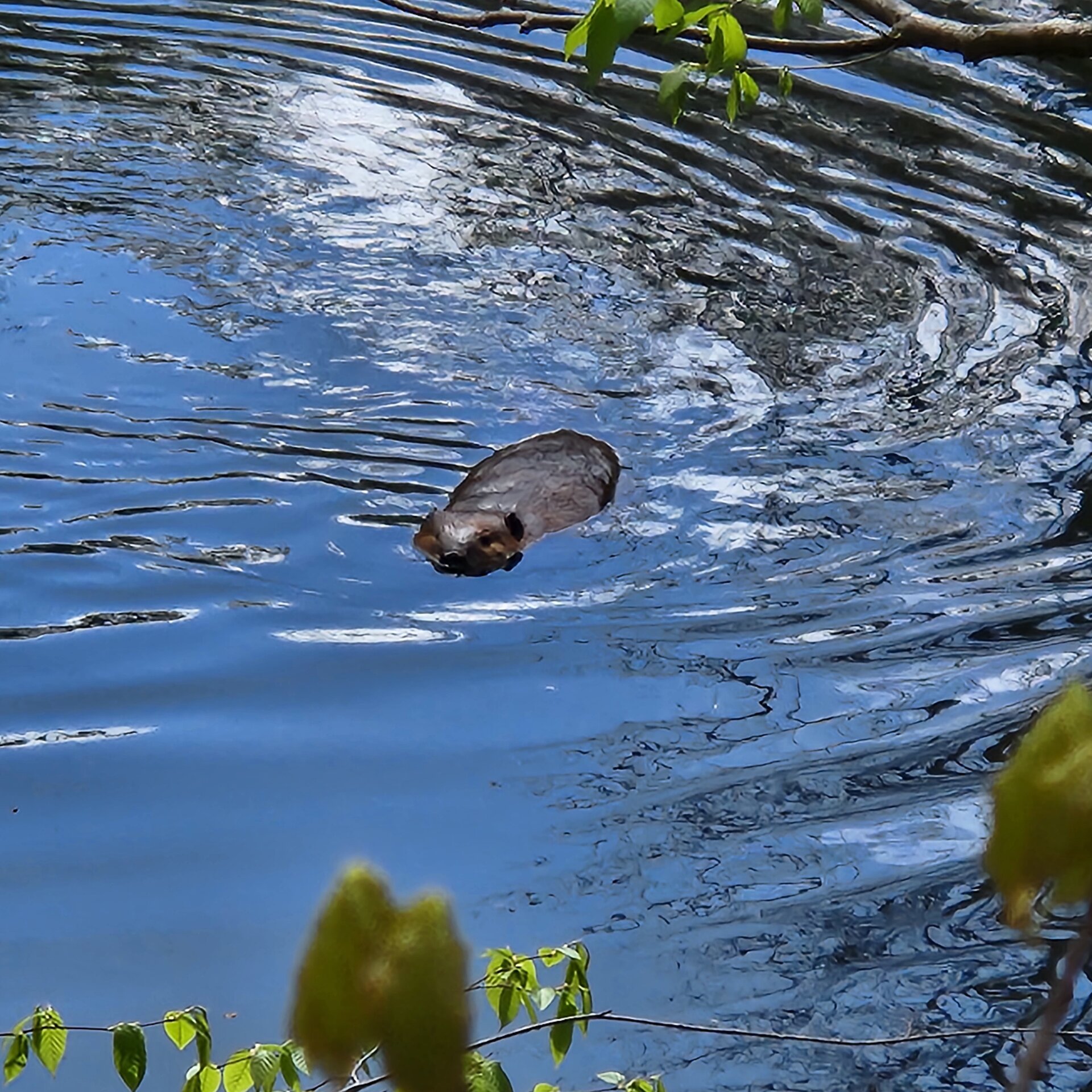Beaver